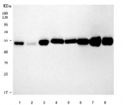 Western blot testing of 1) human HeLa, 2) human A549, 3) rat liver, 4) rat lung, 5) rat kidney, 6) mouse liver, 7) mouse lung and 8) mouse kidney tissue lysate with Selenium Binding Protein antibody. Predicted molecular weight: 45-57 kDa (multiple isoforms).