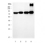 Western blot testing of 1) human U-87 MG, 2) rat lung, 3) rat C6 and 4) mouse lung tissue lysate with Semaphorin-4F antibody. Predicted molecular weight ~66 kDa but may be observed at higher molecular weights due to glycosylation.