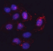 Immunofluorescent staining of FFPE human U-2 OS cells with Semaphorin-4F antibody (red) and DAPI nuclear stain (blue). HIER: steam section in pH6 citrate buffer for 20 min.