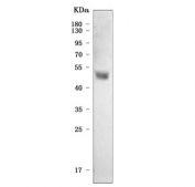 Western blot testing of human HepG2 cell lysate with Thyroxine Binding Globulin antibody. Predicted molecular weight ~46 kDa.