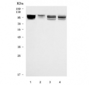 Western blot testing of human 1) Daudi, 2) Raji, 3) MOLT4 and 4) U-87 MG cell lysate with IFI16 antibody. Expected molecular weight: 85-95 kDa (three isoforms).