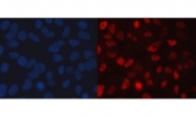 Immunofluorescent staining of FFPE human A549 cells with FAM60A antibody (red) and DAPI nuclear stain (blue). HIER: steam section in pH6 citrate buffer for 20 min.