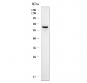 Western blot testing of human 293T cell lysate with SLC22A8 antibody. Predicted molecular weight ~60 kDa.