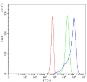 Flow cytometry testing of human K562 cells with SLC22A8 antibody at 1ug/million cells (blocked with goat sera); Red=cells alone, Green=isotype control, Blue= SLC22A8 antibody.