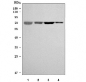 Western blot testing of 1) human plasma, 2) rat liver, 3) mouse spleen and 4) mouse liver tissue lysate with Ferroportin 1 antibody. Predicted molecular weight: ~62 kDa, but may be observed at higher molecular weights due to glycosylation.
