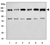 Western blot testing of 1) human HeLa, 2) human Jurkat, 3) human 293T, 4) human K562, 5) human MCF7 and 6) rat PC-12 cell lysate with mSin3A antibody. Predicted molecular weight ~145 kDa.