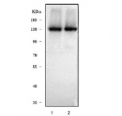 Western blot testing of zebrafish lysate (lanes 1 & 2) with Col6a2 cell lysate. Predicted molecular weight ~140 kDa.