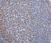 IHC staining of FFPE human tonsil tissue with Transcription factor SP1 antibody. HIER: boil tissue sections in pH8 EDTA for 20 min and allow to cool before testing.