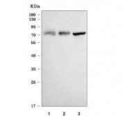 Western blot testing of 1) human MCF7, 2) human HaCaT and 3) mouse NIH 3T3 cell lysate with FATP-3 antibody. Predicted molecular weight ~74 kDa.