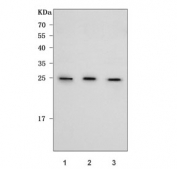 Western blot testing of human 1) HeLa, 2) K562 and 3) RT4 cell lysate with REXO2 antibody. Predicted molecular weight ~27 kDa.