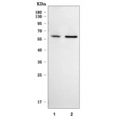 Western blot testing of human 1) A431 and 2) 293T cell lysate with SMAP1 antibody. Predicted molecular weight ~50 kDa, commonly observed at 50-60 kDa.