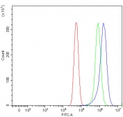 Flow cytometry testing of human U-87 MG cells with TXNDC5 antibody at 1ug/million cells (blocked with goat sera); Red=cells alone, Green=isotype control, Blue= TXNDC5 antibody.