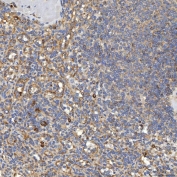 IHC staining of FFPE human spleen tissue with TXNDC5 antibody. HIER: boil tissue sections in pH8 EDTA for 20 min and allow to cool before testing.