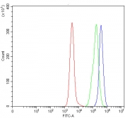 Flow cytometry testing of human Daudi cells with SNRNP40 antibody at 1ug/million cells (blocked with goat sera); Red=cells alone, Green=isotype control, Blue= SNRNP40 antibody.