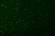 Immunofluorescent staining of FFPE mouse brain tissue with U2 snRNP A antibody (green) and DAPI nuclear stain (blue). HIER: steam section in pH8 EDTA buffer for 20 min.