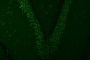 Immunofluorescent staining of FFPE rat brain tissue with U2 snRNP A antibody (green) and DAPI nuclear stain (blue). HIER: steam section in pH8 EDTA buffer for 20 min.