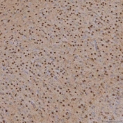IHC staining of FFPE mouse brain tissue with U2 snRNP A antibody. HIER: boil tissue sections in pH8 EDTA for 20 min and allow to cool before testing.