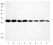 Western blot testing of 1) human HeLa, 2) human HepG2, 3) human Jurkat, 4) human Raji, 5) rat liver, 6) rat brain, 7) mouse liver and 8) mouse brain tissue lysate with U2 snRNP A antibody. Predicted molecular weight ~28 kDa.