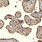 IHC staining of FFPE human placental tissue with U2 snRNP A antibody. HIER: boil tissue sections in pH8 EDTA for 20 min and allow to cool before testing.