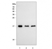 Western blot testing of 1) human HEL, 2) human HepG2 and 3) mouse thymus tissue lysate with U1 snRNP C antibody. Predicted molecular weight ~17 kDa.