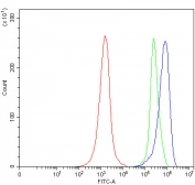 Flow cytometry testing of human JK cells with Snurportin 1 antibody at 1ug/million cells (blocked with goat sera); Red=cells alone, Green=isotype control, Blue= Snurportin 1 antibody.