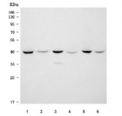 Western blot testing of 1) human HeLa, 2) human ThP-1, 3) rat testis, 4) rat brain, 5) mouse testis and 6) mouse brain tissue lysate with Snurportin 1 antibody. Predicted molecular weight ~41 kDa.