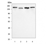 Western blot testing of 1) human HeLa, 2) human A431, 3) rat brain and 4) mouse brain tissue lysate with RASAL2 antibody. Predicted molecular weight ~129 kDa, commonly observed at 129-150 kDa.