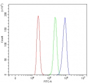 Flow cytometry testing of human HL60 cells with RASAL2 antibody at 1ug/million cells (blocked with goat sera); Red=cells alone, Green=isotype control, Blue= RASAL2 antibody.