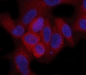 Immunofluorescent staining of FFPE human A549 cells with Hamartin antibody (red) and DAPI nuclear stain (blue). HIER: steam section in pH6 citrate buffer for 20 min.