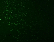 Immunofluorescent staining of FFPE mouse brain tissue with SNRNP27 antibody (green). HIER: steam section in pH8 EDTA buffer for 20 min.