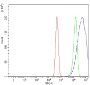 Flow cytometry testing of human U-251 cells with Small ribosomal subunit protein uS7 antibody at 1ug/million cells (blocked with goat sera); Red=cells alone, Green=isotype control, Blue= Small ribosomal subunit protein uS7 antibody.