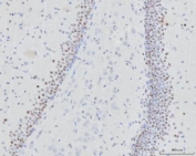 IHC staining of FFPE rat brain tissue with Regulatory factor X 3 antibody. HIER: boil tissue sections in pH8 EDTA for 20 min and allow to cool before testing.
