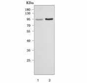 Western blot testing of human 1) HEL and 2) SH-SY5Y cell lysate with Regulatory factor X 3 antibody. Predicted molecular weight ~84 kDa.