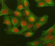 Immunofluorescent staining of FFPE human U-2 OS cells with GWL antibody (red) and Alpha Tubulin mAb (green). HIER: steam section in pH6 citrate buffer for 20 min.