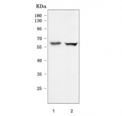Western blot testing of human 1) MOLT4 and 2) Jurkat cell lysate with smgGDS antibody. Predicted molecular weight ~66 kDa.