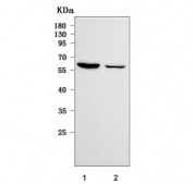 Western blot testing of huma 1) U-87 MG and 2) HeLa cell lysate with RETREG1 antibody. Predicted molecular weight ~55 kDa.