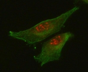 Immunofluorescent staining of FFPE human U-87 MG cells with RETREG1 antibody (red) and Alpha Tubulin mAb (green). HIER: steam section in pH6 citrate buffer for 20 min.
