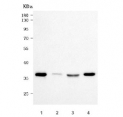 Western blot testing of human 1) 293T, 2) A431, 3) Jurkat and 4) SH-SY5Y cell lysate with P15RS antibody. Predicted molecular weight ~36 kDa.