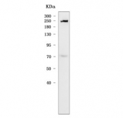 Western blot testing of human 293T cell lysate with SNRNP200 antibody. Predicted molecular weight ~245 kDa.