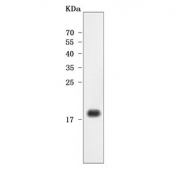 Western blot testing of human ThP-1 cell lysate with Ribonuclease K6 antibody. Predicted molecular weight ~17 kDa.