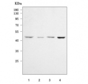 Western blot testing of 1) human MOLT4, 2) human SH-SY5Y, 3) rat testis and 4) mouse testis tissue lysate with RNF44 antibody. Predicted molecular weight ~48 kDa.