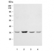 Western blot testing of 1) monkey COS-7, 2) human Daudi, 3) mouse testis and 4) mouse HBZY cell lysate with RNF212B antibody. Predicted molecular weight ~34 kDa.