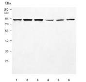 Western blot testing of 1) human HeLa, 2) human MOLT4, 3) human Daudi, 4) rat brain, 5) mouse thymus and 6) mouse brain tissue lysate with SWAN antibody. Predicted molecular weight ~97 kDa.