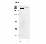 Western blot testing of 1) rat brain and 2) mouse brain tissue with KIF1A antibody. Predicted molecular weight ~191 kDa.