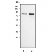 Western blot testing of human 1) Raji and 2) Daudi cell lysate with REL antibody. Predicted molecular weight ~69 kDa.