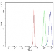 Flow cytometry testing of human U-251 cells with RFC2 antibody at 1ug/million cells (blocked with goat sera); Red=cells alone, Green=isotype control, Blue= RFC2 antibody.