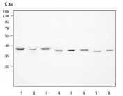 Western blot testing of 1) human HeLa, 2) human MCF7, 3) human Raji, 4) human U-251, 5) rat C6, 6) rat PC-12, 7) mouse Neuro-2a and 8) mouse SP2/0 cell lysate with RFC2 antibody. Predicted molecular weight ~39 kDa.
