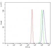Flow cytometry testing of human U-251 cells with RFC3 antibody at 1ug/million cells (blocked with goat sera); Red=cells alone, Green=isotype control, Blue= RFC3 antibody.