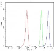Flow cytometry testing of human HeLa cells with hnRNP E2 antibody at 1ug/million cells (blocked with goat sera); Red=cells alone, Green=isotype control, Blue= hnRNP E2 antibody.