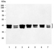 Western blot testing of 1) human HeLa, 2) human Jurkat, 3) human 293T, 4) human Raji, 5) rat PC-12, 6) rat C6 and 7) mouse RAW264.7 cell lysate with hnRNP E2 antibody. Predicted molecular weight ~39 kDa.